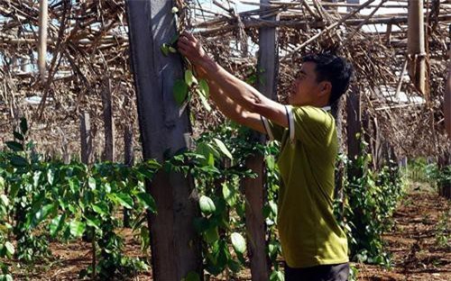 Đăk Lăk: Người dân mạnh dạn làm giàu trên vùng đất '5 không'