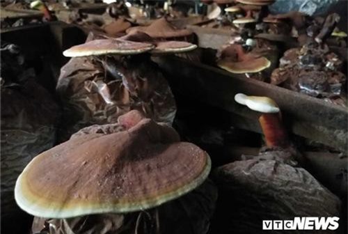 Gia Lai: Trồng nấm, mỗi năm thu nửa tỷ đồng