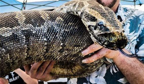 Giải cứu trăn khổng lồ dài 10 mét sang đường, bị xe đè kẹt cứng