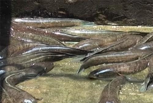 Hà Nội: Lãi 400 triệu đồng/năm nhờ mô hình nuôi cá lóc đầu nhím