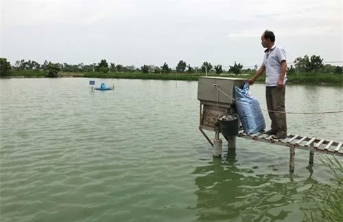Hà Nội: Lão nông nuôi cá thành công nhờ nhiều lần nằm vật ở bờ ao