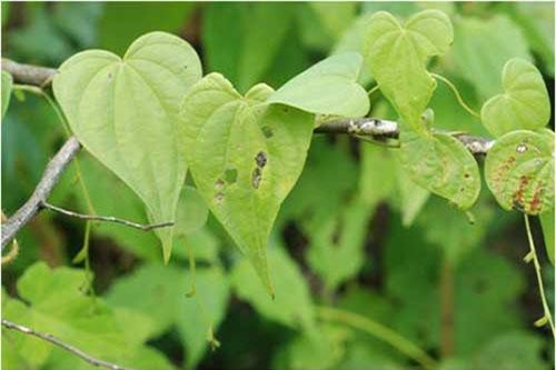 Khám phá 'choáng' cây nần nghệ mọc nhiều ở Mộc Châu