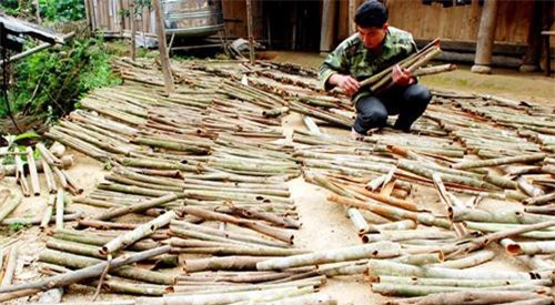 Lào Cai: 'Cây tiền tỷ' làm đổi thay cuộc sống người dân Nậm Đét