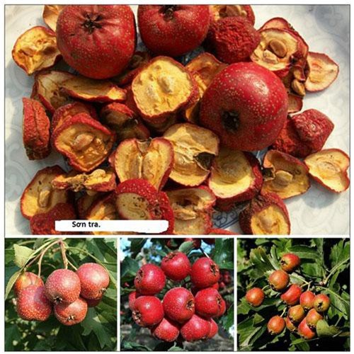 Sơn tra, vị thuốc trị tăng huyết áp