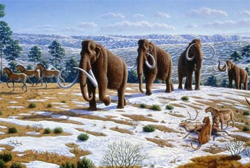 Tiết lộ mới: Cá thể voi ma mút cuối cùng chỉ chết cách đây 4.000 năm