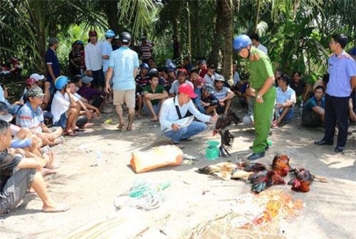 Trà Vinh: Triệt xóa trường gà, bắt gần 100 đối tượng cùng gần 400 triệu tiền mặt