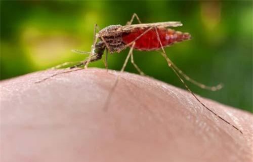 Vũ khí bí mật của Hitler: Dùng máy bay thả muỗi truyền bệnh sốt rét