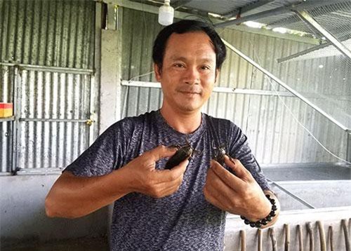 An Giang: Anh tài xế làm giàu nhờ nuôi cà cuống