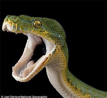 Ảnh đắt giá về động vật quý hiếm có thể sớm biến mất