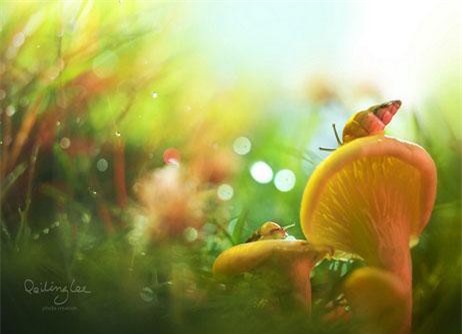 Ảnh đẹp xuất sắc về thế giới động vật nhỏ bé (phần 1)