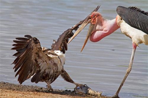 Ảnh động vật: Cò già và đại bàng quyết chiến nảy lửa