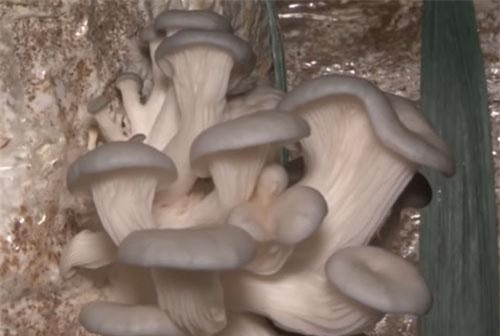 Bắc Ninh: 'Đổi đời' nhờ mô hình trồng nấm bào ngư