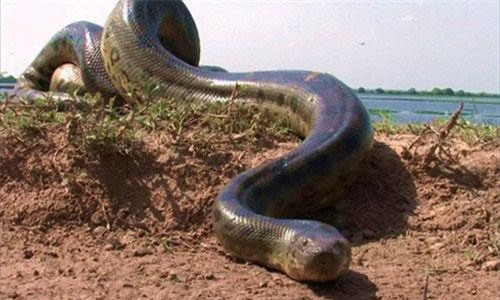 Bắt được rắn khổng lồ dài nhất thế giới, hơn 5m