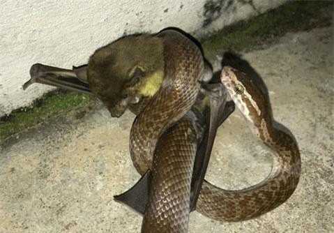 Bất ngờ chứng kiến cuộc chiến của 'rắn và dơi' đầy kịch liệt