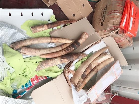 Bình Định thu giữ gần 20 kg ngà voi vận chuyển trái phép