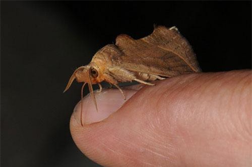 Bướm ma cà rồng, quái thú hút máu nhỏ bé nguy hiểm