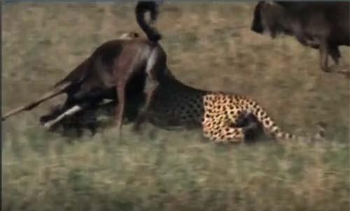CLIP: Bị báo săn cắn gãy lìa chân, linh dương đầu bò vẫn thoát chết