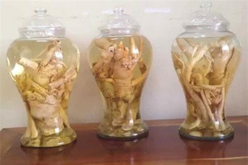 CLIP: Cách ngâm rượu củ đinh lăng theo công thức chuẩn nhất