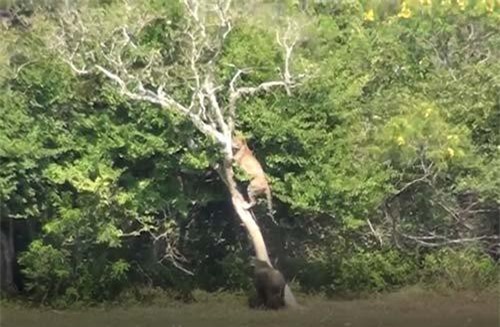 CLIP: Chạm mặt lợn bướu, báo hoa mai vội vàng leo lên cây trốn