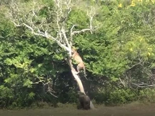CLIP: Chạm mặt lợn bướu, báo hoa mai vội vàng leo lên cây trốn
