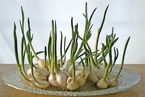 CLIP: Mách mẹ cách trồng tỏi tại nhà vừa đơn giản lại cho năng suất cao