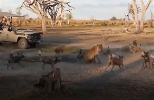 CLIP: Sư tử đại chiến 16 con chó hoang bảo vệ con