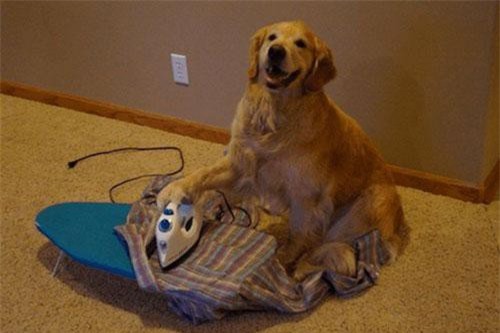 Chết cười những khoảnh khắc động vật 'ảo tưởng sức mạnh'