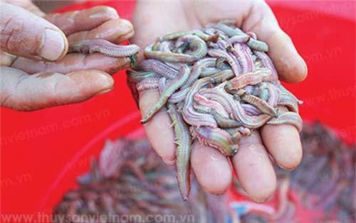 Cho loài 'lộc trời' ngoe nguẩy 'đẻ' nhân tạo, dân có cơ hội đổi đời