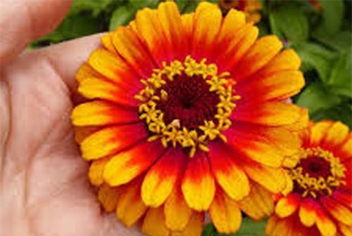 Chữa ho do lạnh với cúc vạn thọ