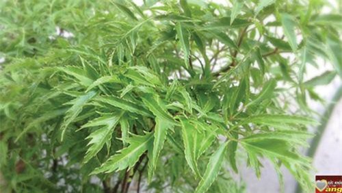 Đinh lăng: Thuốc bổ cho mọi nhà