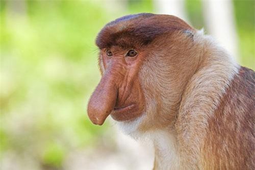 Giải mã 'nhan sắc' kỳ quặc top động vật có '1-0-2'