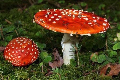 Hãi hùng khám phá 10 loại nấm độc nhất thế giới