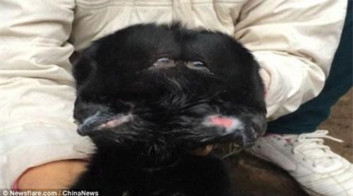 Hoang mang cừu đen hai đầu xuất hiện kỳ dị