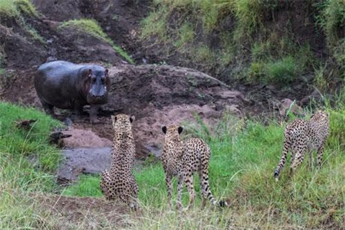 Kịch tính cảnh hà mã đuổi báo đốm 'chạy té khói'