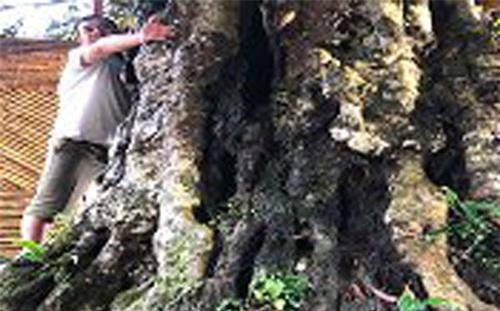 Kỳ bí 3 cây vải khổng lồ có từ thời 'Đẻ đất đẻ nước' giữa rừng Pù Luông