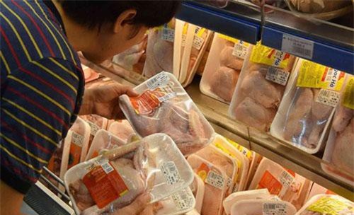 Lo gà nhập khẩu đánh bật gà nội