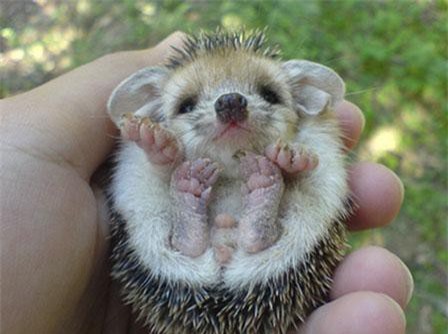 Mê mẩn nhím tai dài, loài nhím đáng yêu nhất thế giới