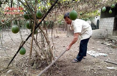 Nghệ An: Trồng gấc lai hàng hóa thu lãi 80 triệu đồng/ha
