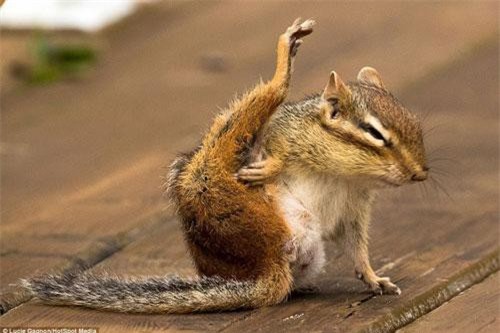 Ngộ nghĩnh cảnh sóc chuột nhỏ tập yoga