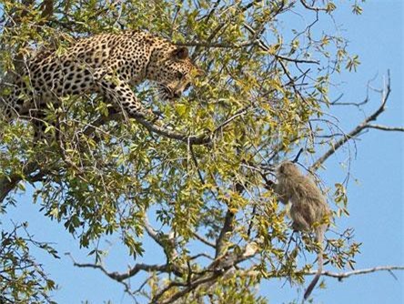 Ngoạn mục cảnh khỉ vervet thoát chết khỏi nanh vuốt báo đốm