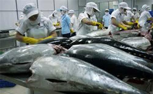 Phú Yên: Sản lượng khai thác cá ngừ đại dương tăng gần 5% so cùng kỳ