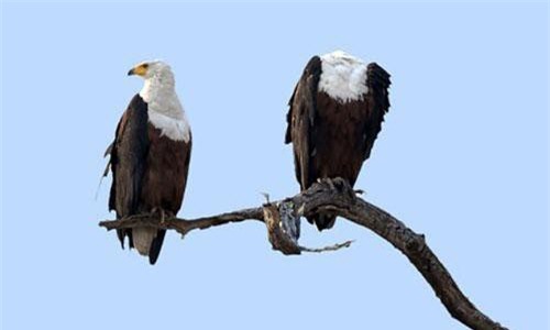 Sửng sốt hình ảnh đại bàng 'không đầu'