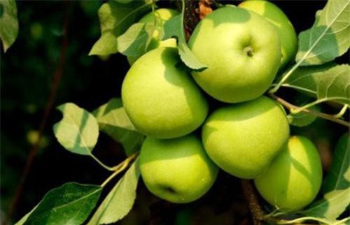 Táo - Thuốc quý cho người tiểu đường và tim mạch