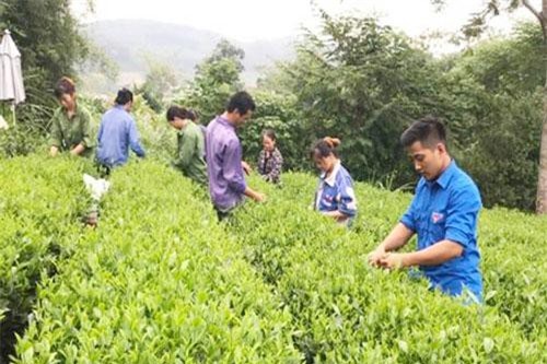 Thái Nguyên: Nung nấu ước mơ khởi nghiệp với mô hình HTX