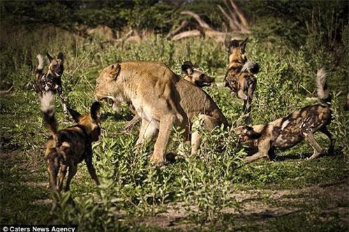 Thót tim xem sư tử cô độc phá vòng vây chó hoang