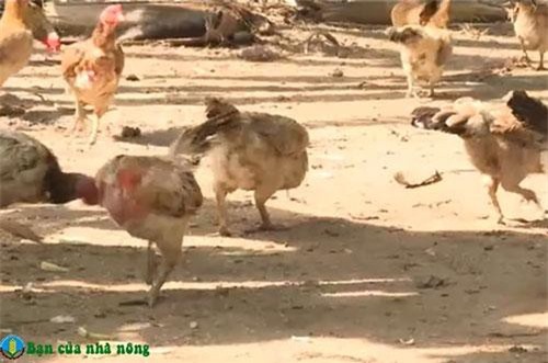 An Giang: Thoát nghèo nhờ xây dựng mô hình nuôi gà thả vườn với số vốn ít