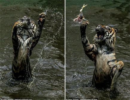 Ấn tượng khoảnh khắc hổ đói bắt thức ăn trong vườn thú