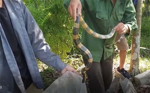 CLIP: 'Rợn người' tay không bắt 15 con rắn cạp nong ở Nam Định