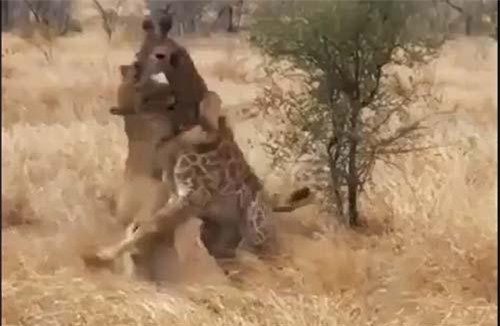 CLIP: Sư tử đoạt mạng hươu cao cổ trong tích tắc