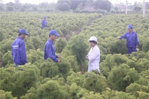 Cả làng chặt cây cảnh bạc tỷ trồng đinh lăng